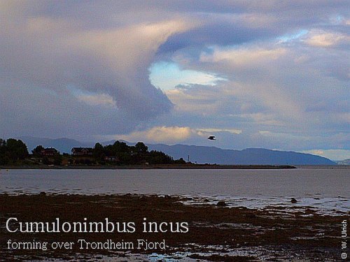 Cumulonimbus incus forming over the Trondheim Fjord