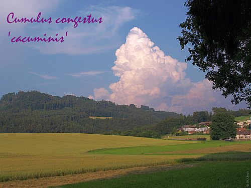 Cumulus congestus 'cacuminis'