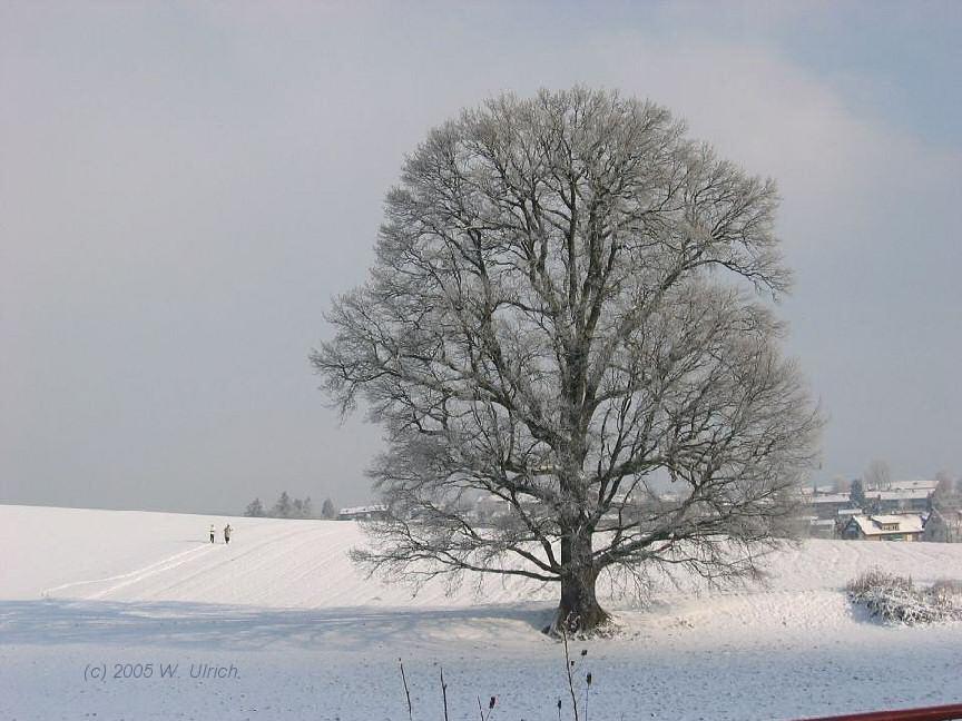 February 2005 - Winter oak