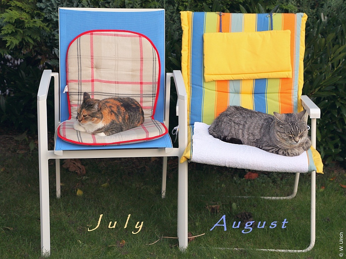 Summer cats