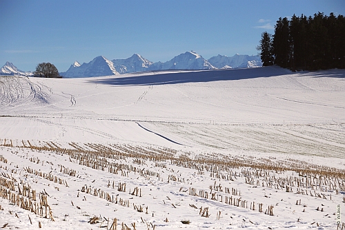 Winter fields