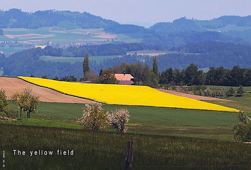 The yellow field